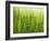 Cornfield-Susanne Casper-zielonka-Framed Photographic Print