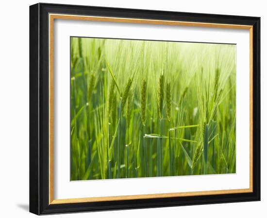 Cornfield-Susanne Casper-zielonka-Framed Photographic Print