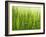 Cornfield-Susanne Casper-zielonka-Framed Photographic Print