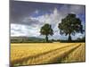 Cornfields, Exe Valley, Devon, England, United Kingdom, Europe-Jeremy Lightfoot-Mounted Photographic Print