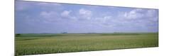 Photographic Print