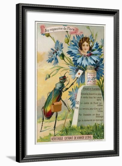 Cornflower and Beetle-null-Framed Giclee Print