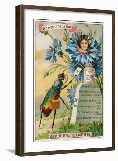 Cornflower and Beetle-null-Framed Giclee Print