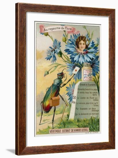 Cornflower and Beetle-null-Framed Giclee Print