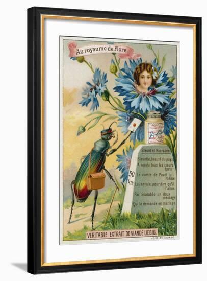 Cornflower and Beetle-null-Framed Giclee Print