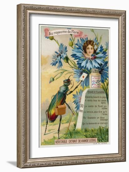 Cornflower and Beetle-null-Framed Giclee Print