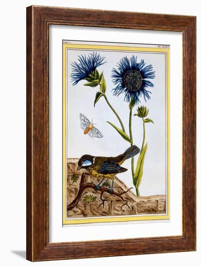 Cornflower, C.1766-Pierre-Joseph Buchoz-Framed Giclee Print