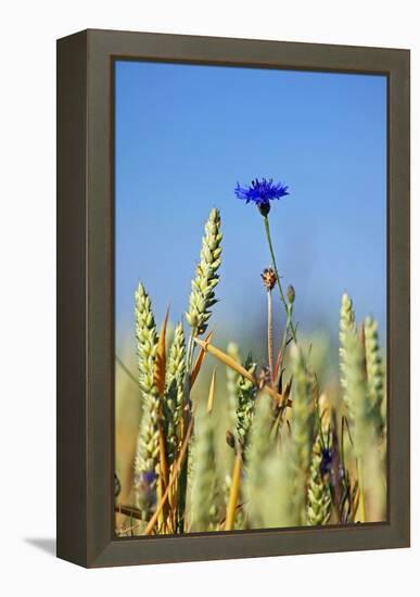 Cornflower (Centaurea Cyanus)-Bjorn Svensson-Framed Premier Image Canvas