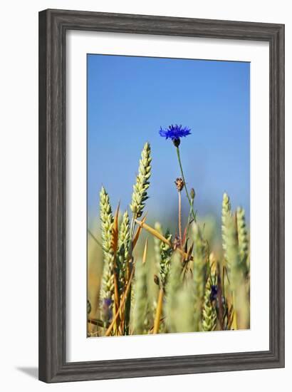 Cornflower (Centaurea Cyanus)-Bjorn Svensson-Framed Photographic Print