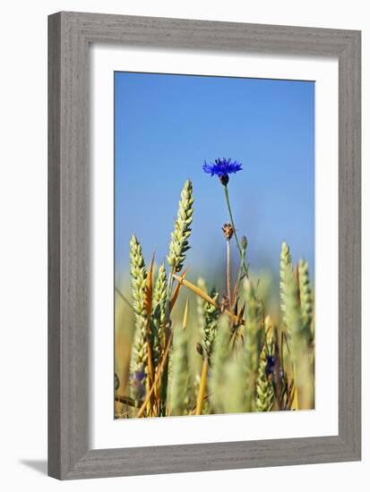 Cornflower (Centaurea Cyanus)-Bjorn Svensson-Framed Photographic Print