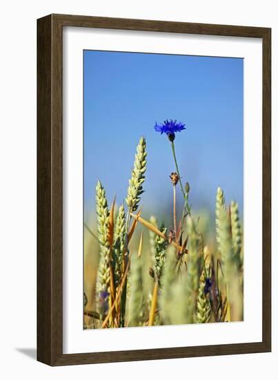 Cornflower (Centaurea Cyanus)-Bjorn Svensson-Framed Photographic Print