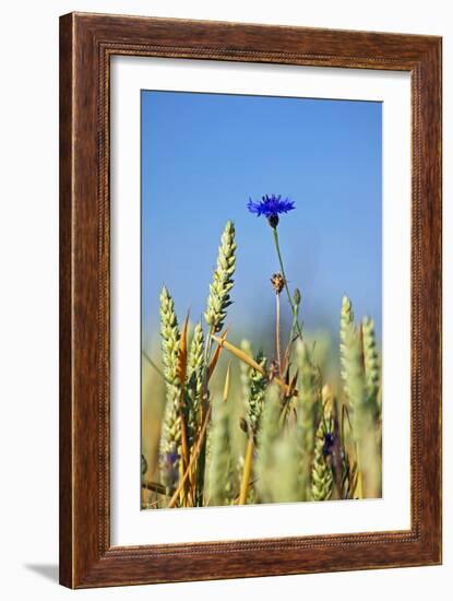 Cornflower (Centaurea Cyanus)-Bjorn Svensson-Framed Photographic Print