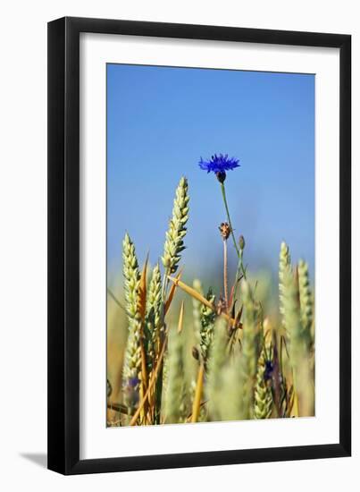 Cornflower (Centaurea Cyanus)-Bjorn Svensson-Framed Photographic Print