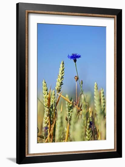 Cornflower (Centaurea Cyanus)-Bjorn Svensson-Framed Photographic Print