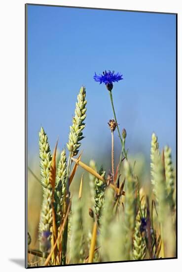 Cornflower (Centaurea Cyanus)-Bjorn Svensson-Mounted Photographic Print