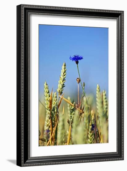 Cornflower (Centaurea Cyanus)-Bjorn Svensson-Framed Photographic Print