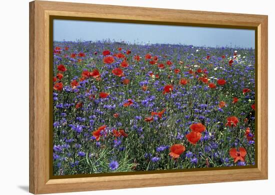 Cornflower Field with Common Poppies-null-Framed Premier Image Canvas