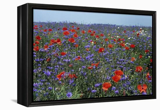 Cornflower Field with Common Poppies-null-Framed Premier Image Canvas