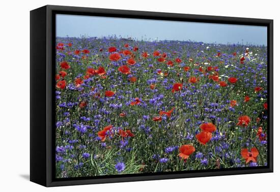 Cornflower Field with Common Poppies-null-Framed Premier Image Canvas
