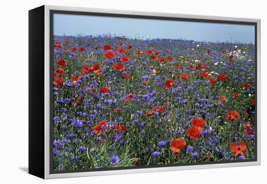 Cornflower Field with Common Poppies-null-Framed Premier Image Canvas