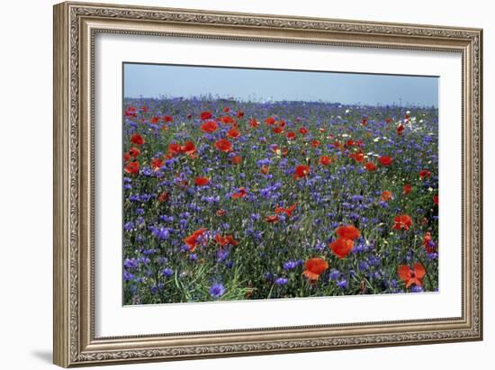 Cornflower Field with Common Poppies-null-Framed Photographic Print