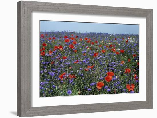 Cornflower Field with Common Poppies-null-Framed Photographic Print