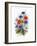 Cornflower, Poppy and Ox-Eye Daisy-Nell Hill-Framed Giclee Print