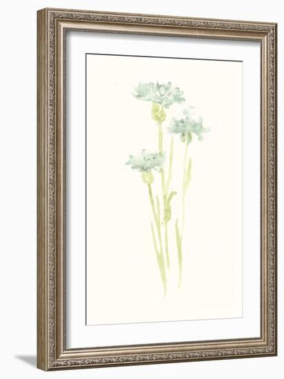 Cornflower Study IV-June Vess-Framed Art Print