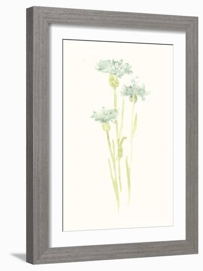 Cornflower Study IV-June Vess-Framed Art Print