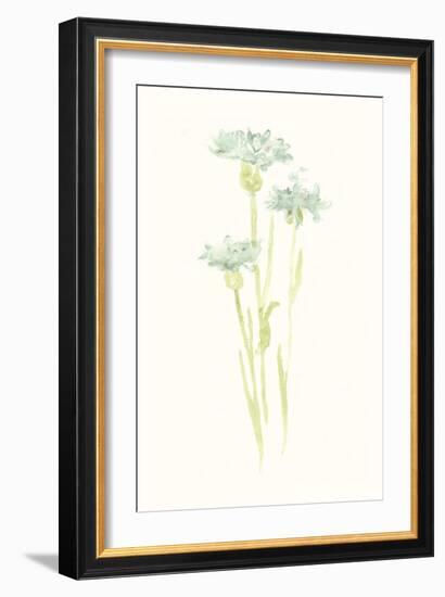 Cornflower Study IV-June Vess-Framed Art Print