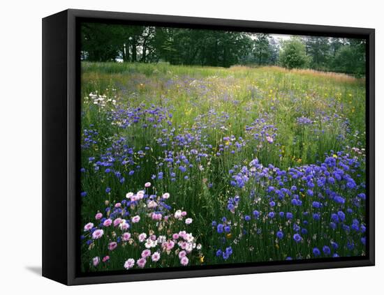 Cornflower Wildflower meadow, Norfolk Botanical Garden, Virginia, USA-Charles Gurche-Framed Premier Image Canvas