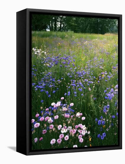 Cornflower Wildflower meadow, Norfolk Botanical Garden, Virginia, USA-Charles Gurche-Framed Premier Image Canvas