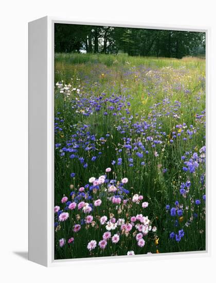 Cornflower Wildflower meadow, Norfolk Botanical Garden, Virginia, USA-Charles Gurche-Framed Premier Image Canvas