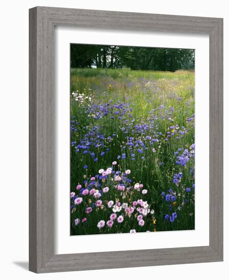 Cornflower Wildflower meadow, Norfolk Botanical Garden, Virginia, USA-Charles Gurche-Framed Photographic Print