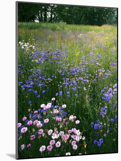 Cornflower Wildflower meadow, Norfolk Botanical Garden, Virginia, USA-Charles Gurche-Mounted Photographic Print
