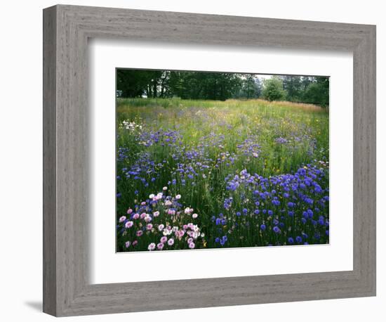 Cornflower Wildflower meadow, Norfolk Botanical Garden, Virginia, USA-Charles Gurche-Framed Photographic Print