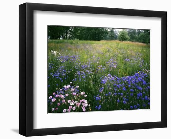 Cornflower Wildflower meadow, Norfolk Botanical Garden, Virginia, USA-Charles Gurche-Framed Photographic Print