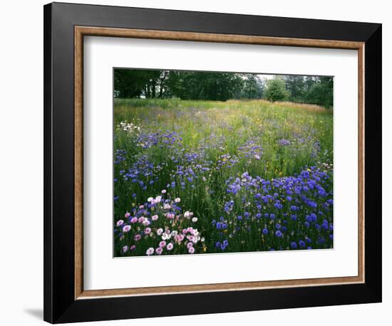 Cornflower Wildflower meadow, Norfolk Botanical Garden, Virginia, USA-Charles Gurche-Framed Photographic Print