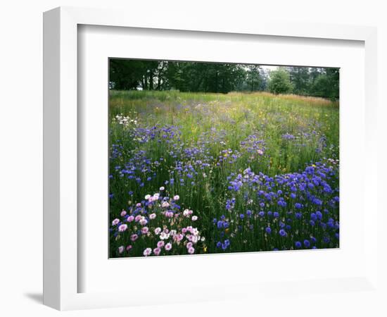 Cornflower Wildflower meadow, Norfolk Botanical Garden, Virginia, USA-Charles Gurche-Framed Photographic Print