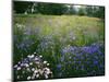 Cornflower Wildflower meadow, Norfolk Botanical Garden, Virginia, USA-Charles Gurche-Mounted Photographic Print