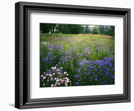 Cornflower Wildflower meadow, Norfolk Botanical Garden, Virginia, USA-Charles Gurche-Framed Photographic Print