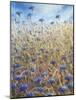 Cornflowers 2-Lincoln Seligman-Mounted Giclee Print