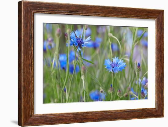 Cornflowers, Centaurea Cyanus, Macro-A. Astes-Framed Photographic Print