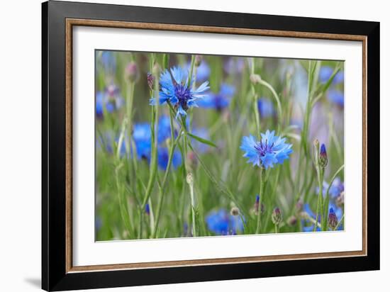 Cornflowers, Centaurea Cyanus, Macro-A. Astes-Framed Photographic Print