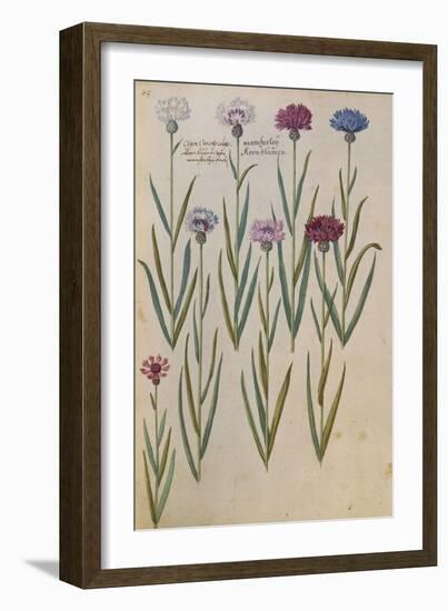 Cornflowers. from 'Camerarius Florilegium'-Joachim Camerarius-Framed Giclee Print