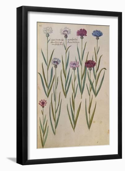 Cornflowers. from 'Camerarius Florilegium'-Joachim Camerarius-Framed Giclee Print