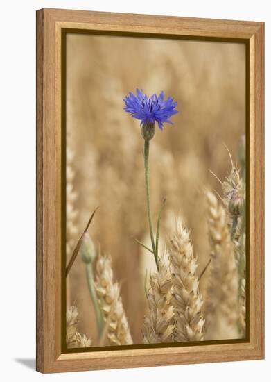 Cornflowers in Cornfield-null-Framed Premier Image Canvas