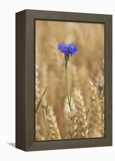 Cornflowers in Cornfield-null-Framed Premier Image Canvas