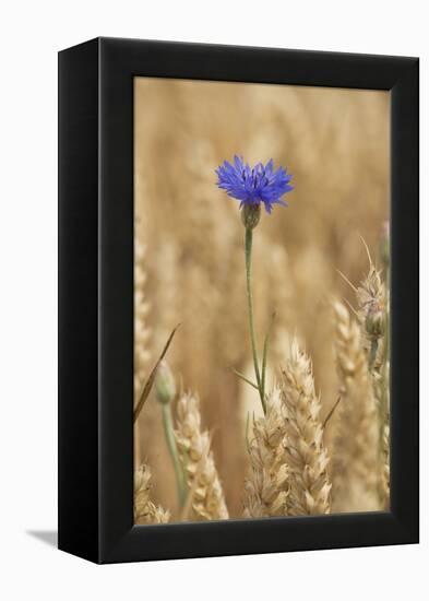 Cornflowers in Cornfield-null-Framed Premier Image Canvas