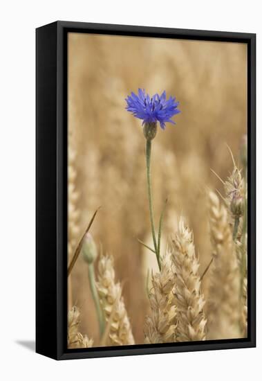 Cornflowers in Cornfield-null-Framed Premier Image Canvas